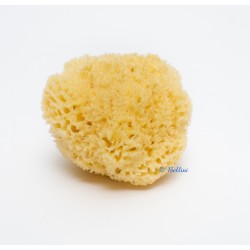 Bellini Sea Sponge